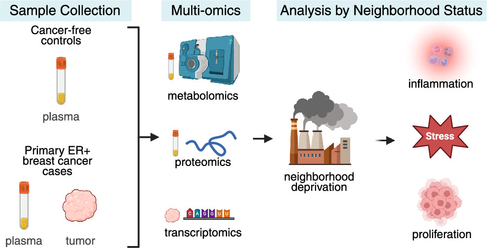 o investigate associations between neighborhood deprivation and pretreatment steroid hormones, untargeted metabolites, inflammatory proteins, and tumoral gene expression in women with primary ER+ BC and cancer-free controls, pretreatment plasma was collected from ER+ BC patients (n = 91) and controls (n = 141) across three Chicago hospitals. Area deprivation index (ADI) was calculated per participant. Plasma was analyzed via targeted steroid hormone and untargeted metabolomics assays, and Olink&amp;amp;amp;amp;rsquo;s inflammatory protein panel. Tumor samples (n = 71) were analyzed using the Nanostring Breast Cancer 360 panel. Single-omic analysis and multiomics integration were performed. Elevated inflammatory proteins were observed in cases and controls from disadvantaged neighborhoods (p &amp;amp;amp;amp;lt; 0.05), and tumoral gene expression showed upregulation of inflammatory and proliferation-related genes (p &amp;amp;amp;amp;lt; 0.05). Patients from deprived areas exhibited higher inflammation and antioxidant depletion even within the same tumor grade (p &amp;amp;amp;amp;lt; 0.05). Neighborhood deprivation correlates with pro-inflammatory, proliferative multiomic profiles that may underlie worsened outcomes.